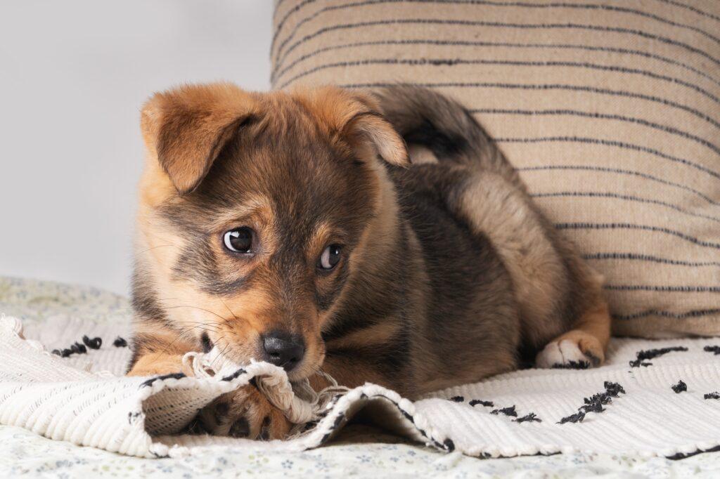 a fluffy mixed breed brown red puppy chews playfully at a colorful woven rug on a soft bed