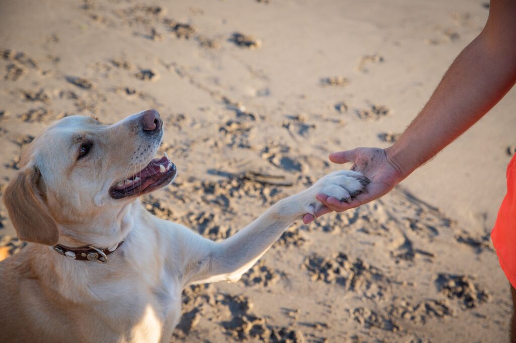 a labrador retriever paws at his master at the beach photo with copy space