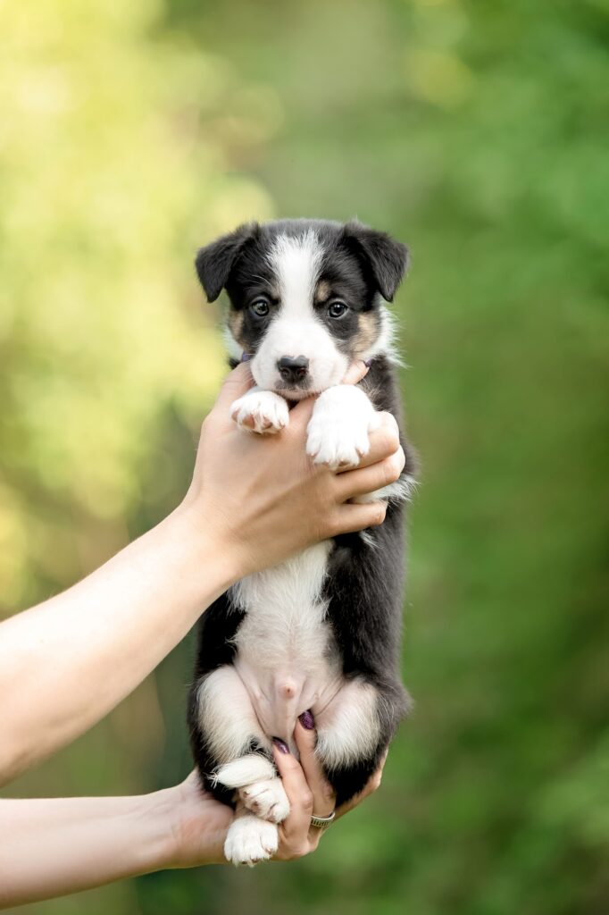 cute border collie puppy at owners hands dog litter dog kennel puppy in hand