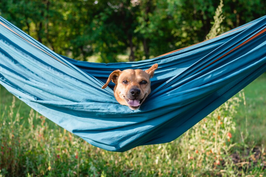 lazy cute funny dog is resting in hammock on the nature relaxing time for dog on summer vacation