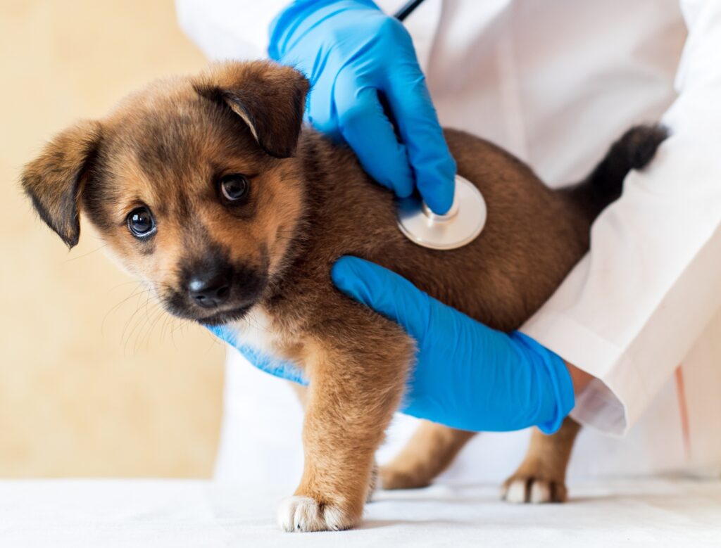 mongrel puppy in a vet clinic examination of a pet by a veterinarian