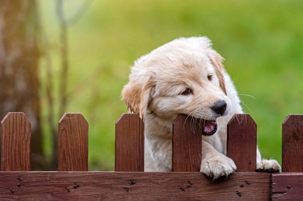 small golden retriever puppy climbs up and gnawing a yard fence