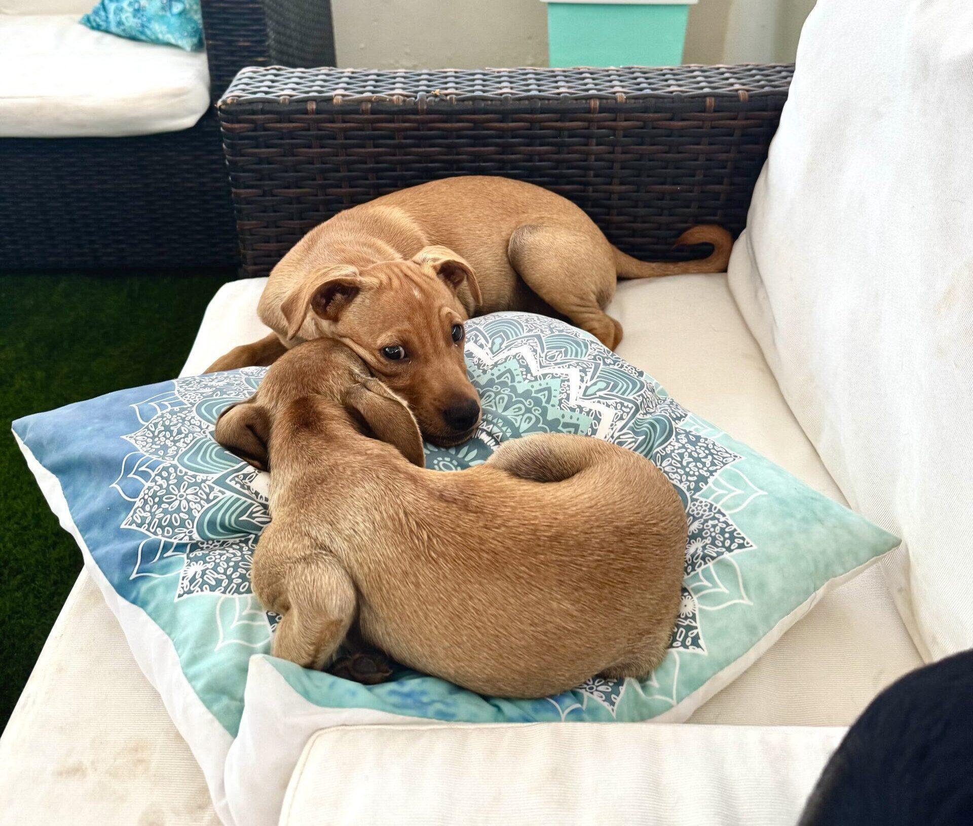 Rescue puppy Oscar from Cyprus