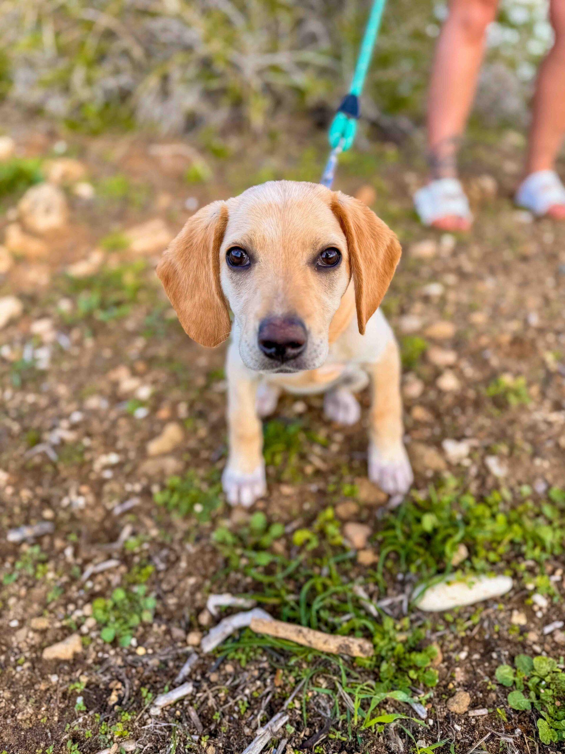Puppy-Beach-Walk-Paphos-11-scaled-1.jpg