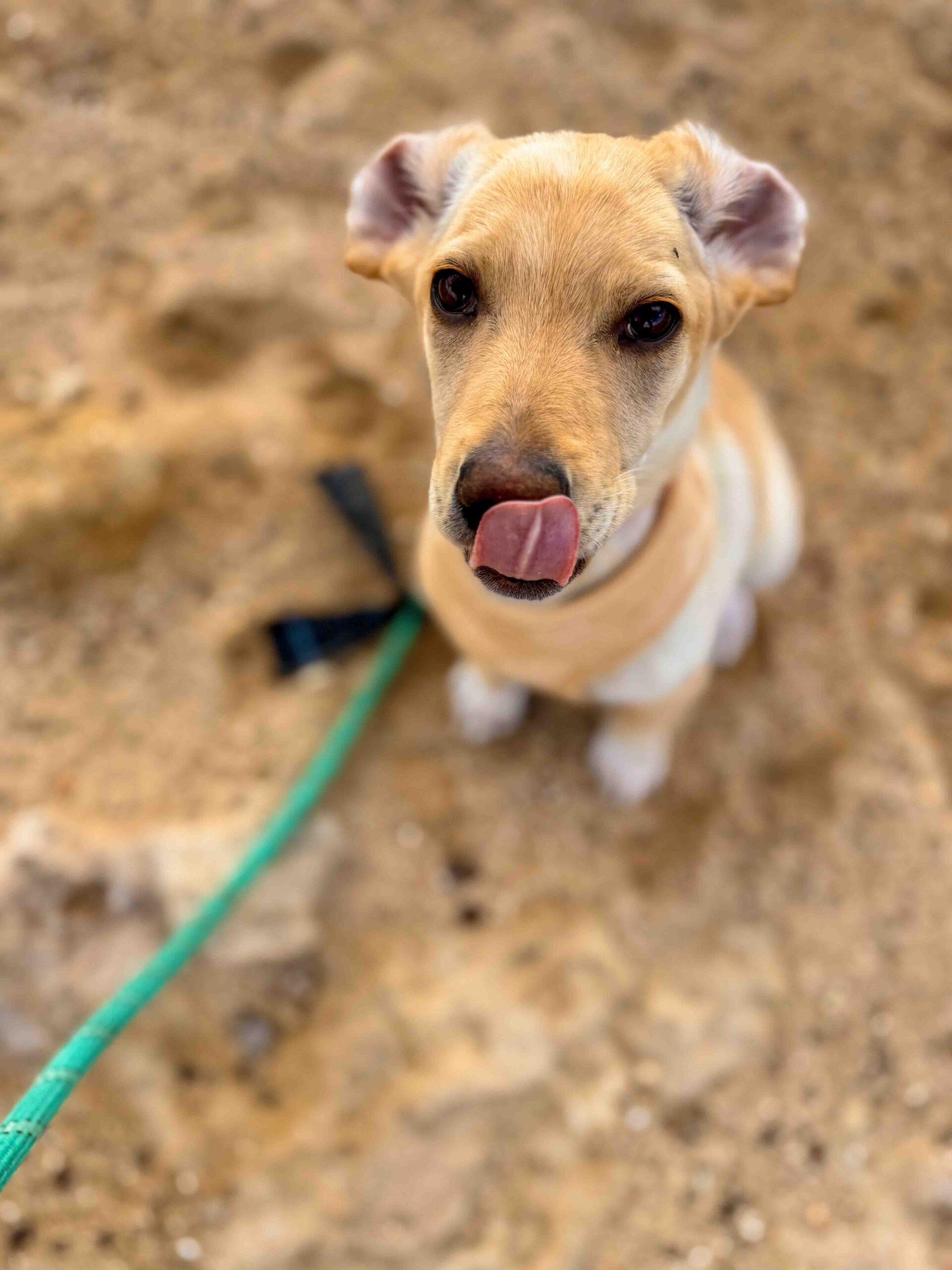 Puppy-Beach-Walk-Paphos-12-scaled-1.jpg