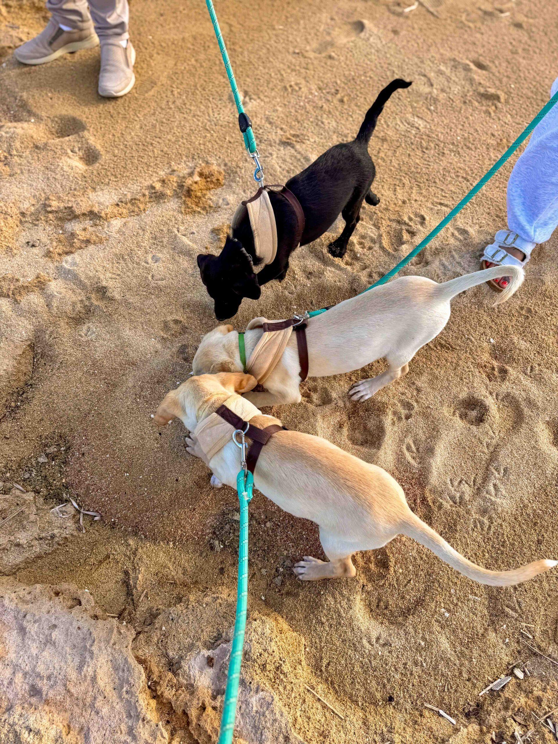 Puppy-Beach-Walk-Paphos-14-scaled-1.jpg
