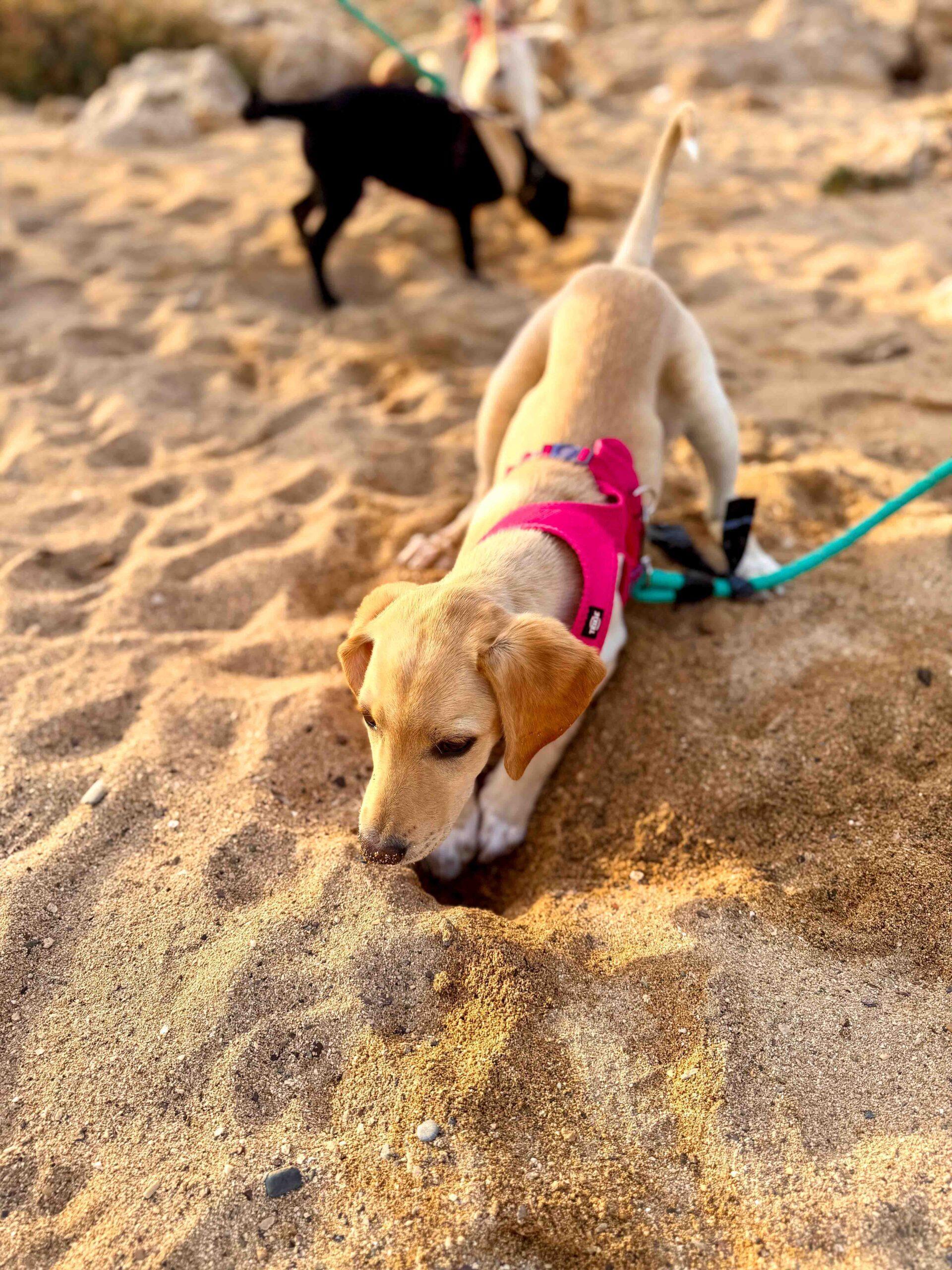 Puppy-Beach-Walk-Paphos-15-scaled-1.jpg