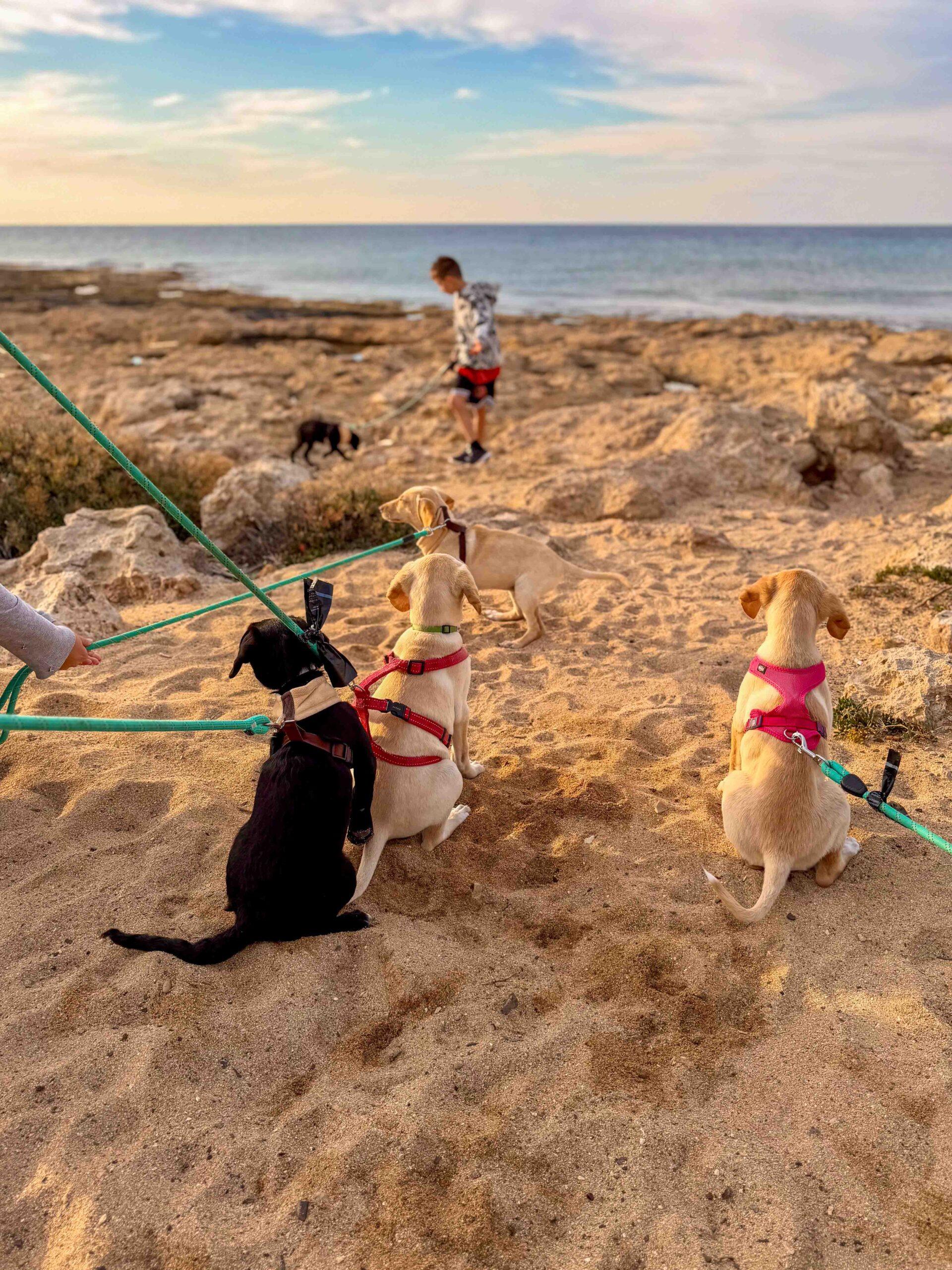 Puppy-Beach-Walk-Paphos-16-scaled-1.jpg
