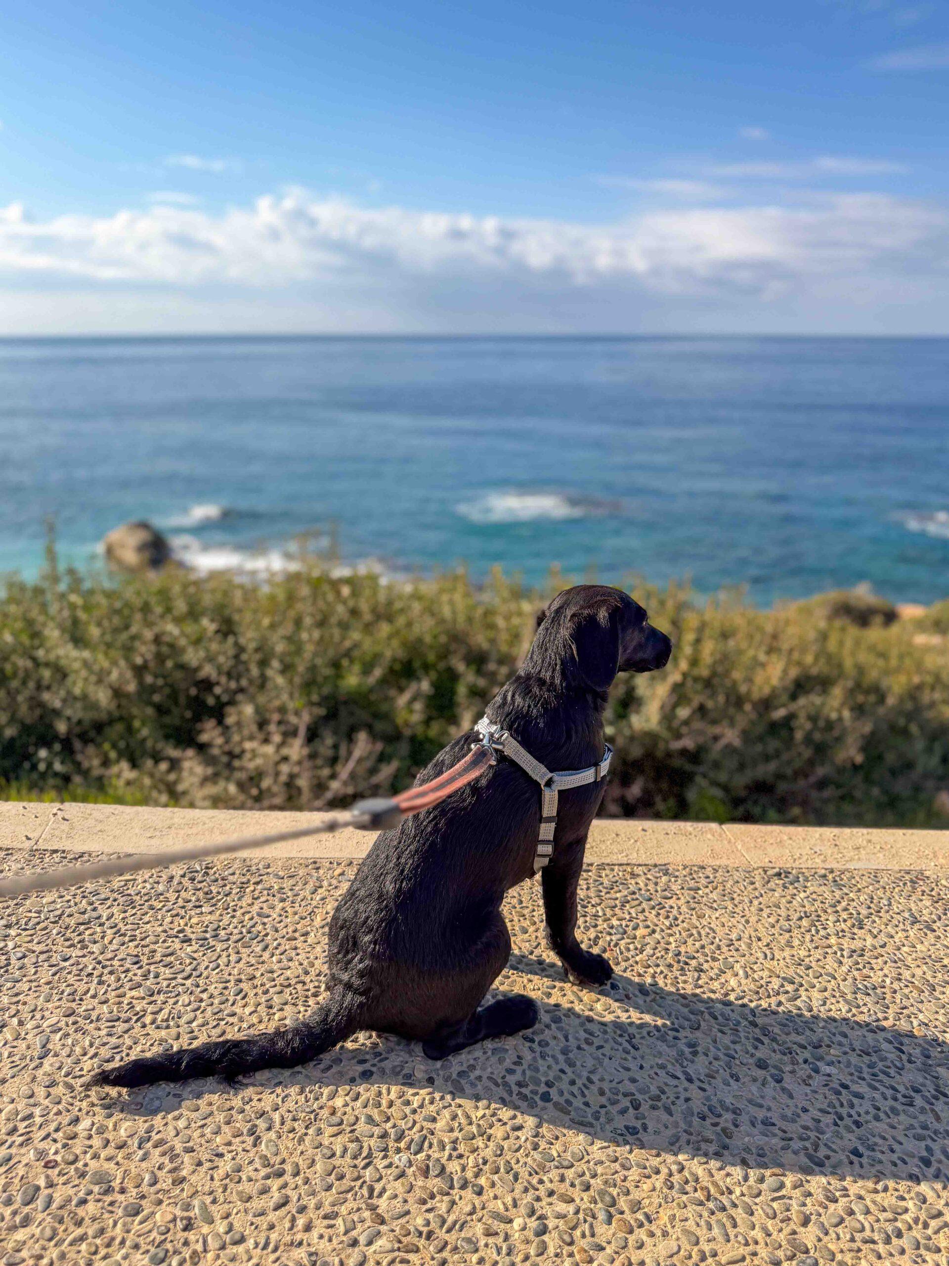 Puppy-Beach-Walk-Paphos-19-scaled-1.jpg